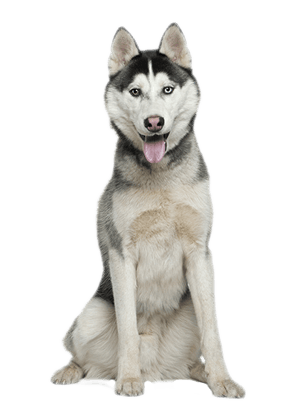 husky-png-husky-png-file-400